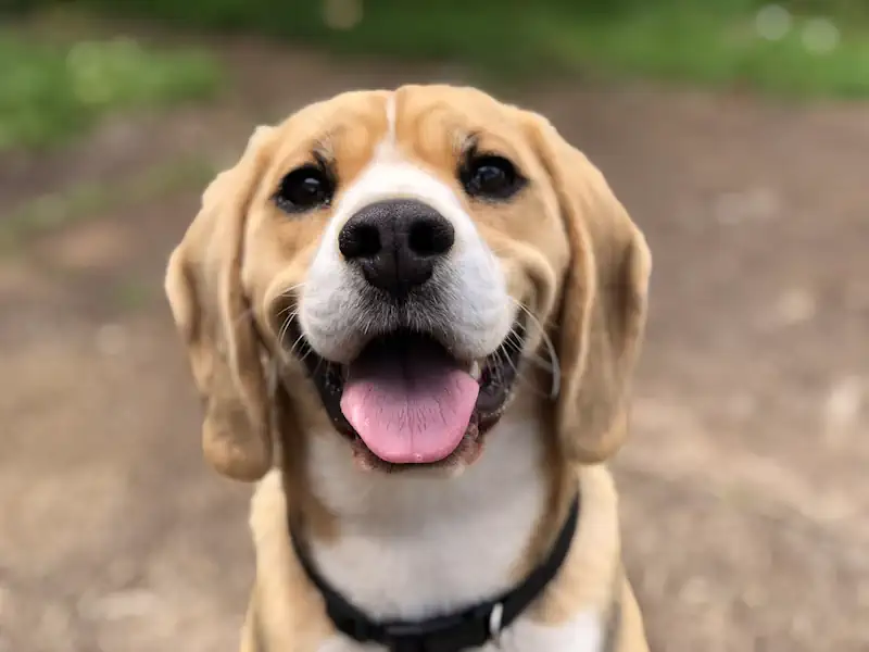 Hunde-Blog-online.de - Glücklicher Hund